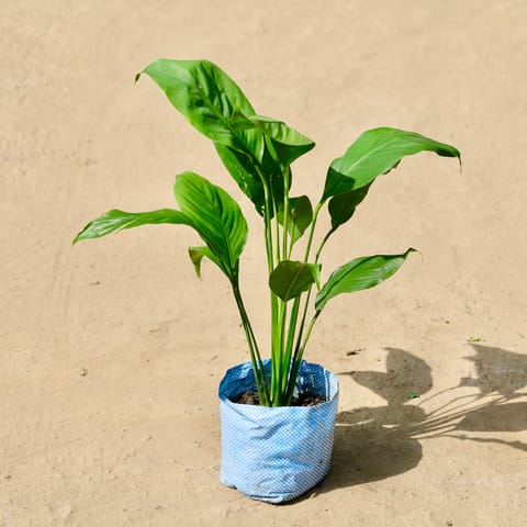 Peace Lily in 4 Inch Live Fresh Plant Nurser bag in Sector 32