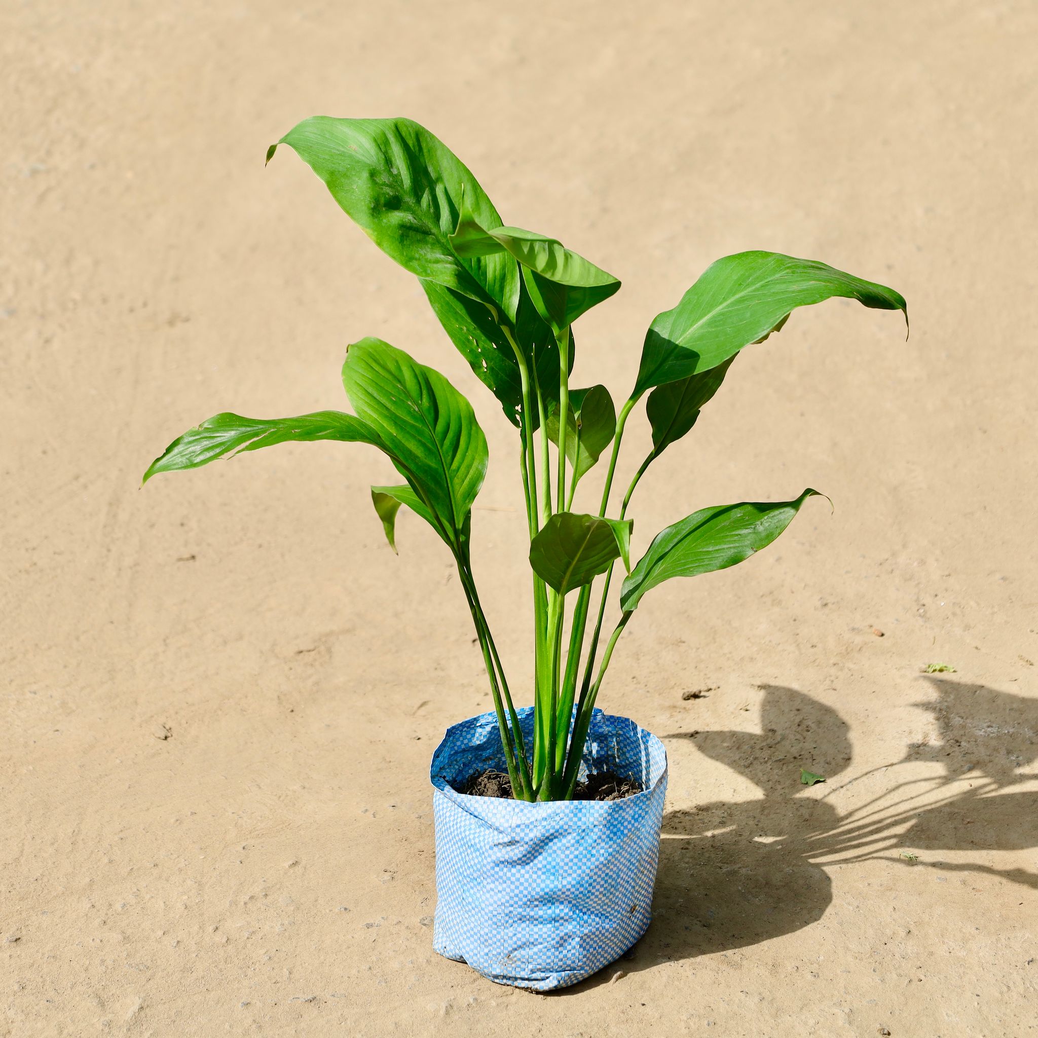 Peace Lily in 4 inch Nurser bag