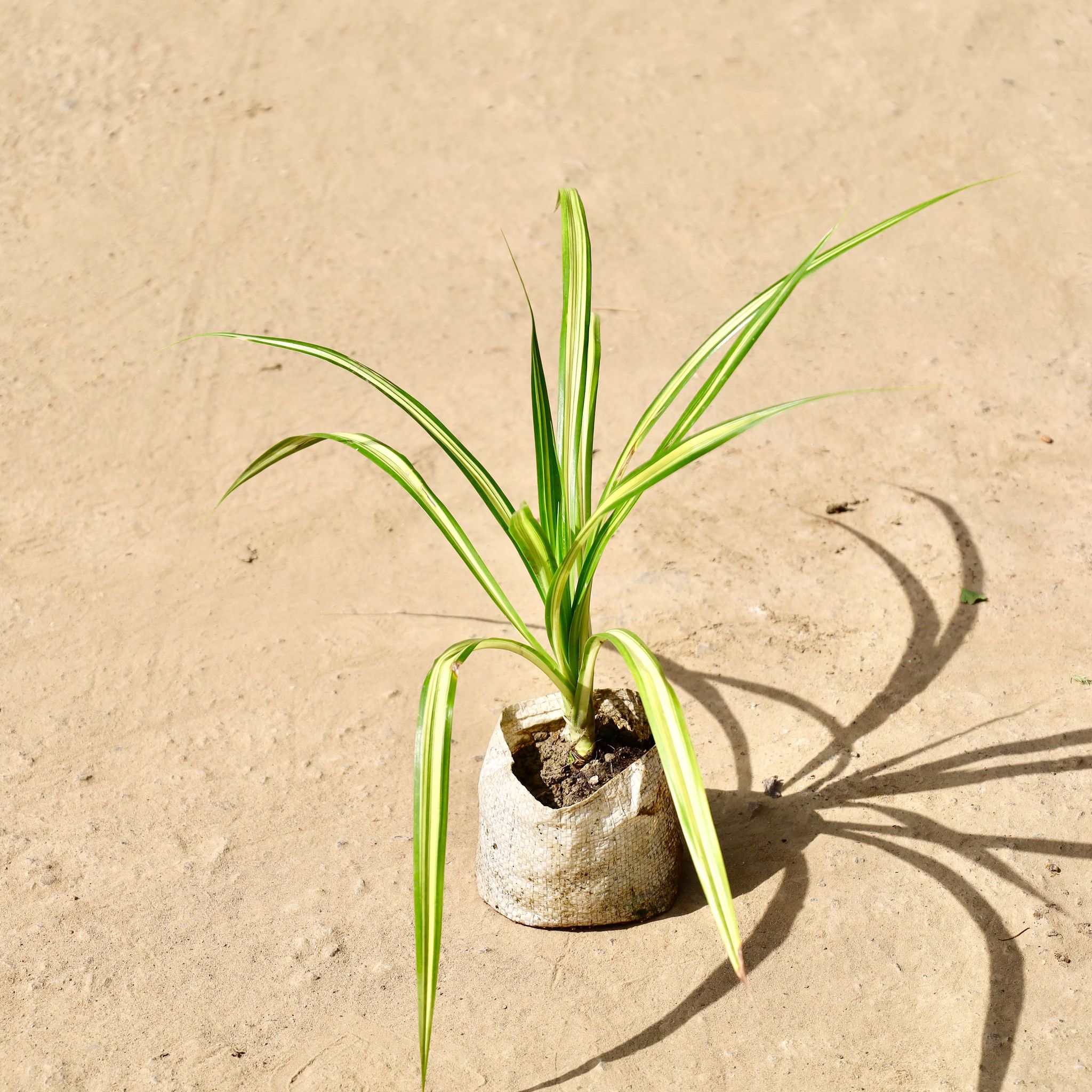 Pandanus in 4 inch Nursery Bag