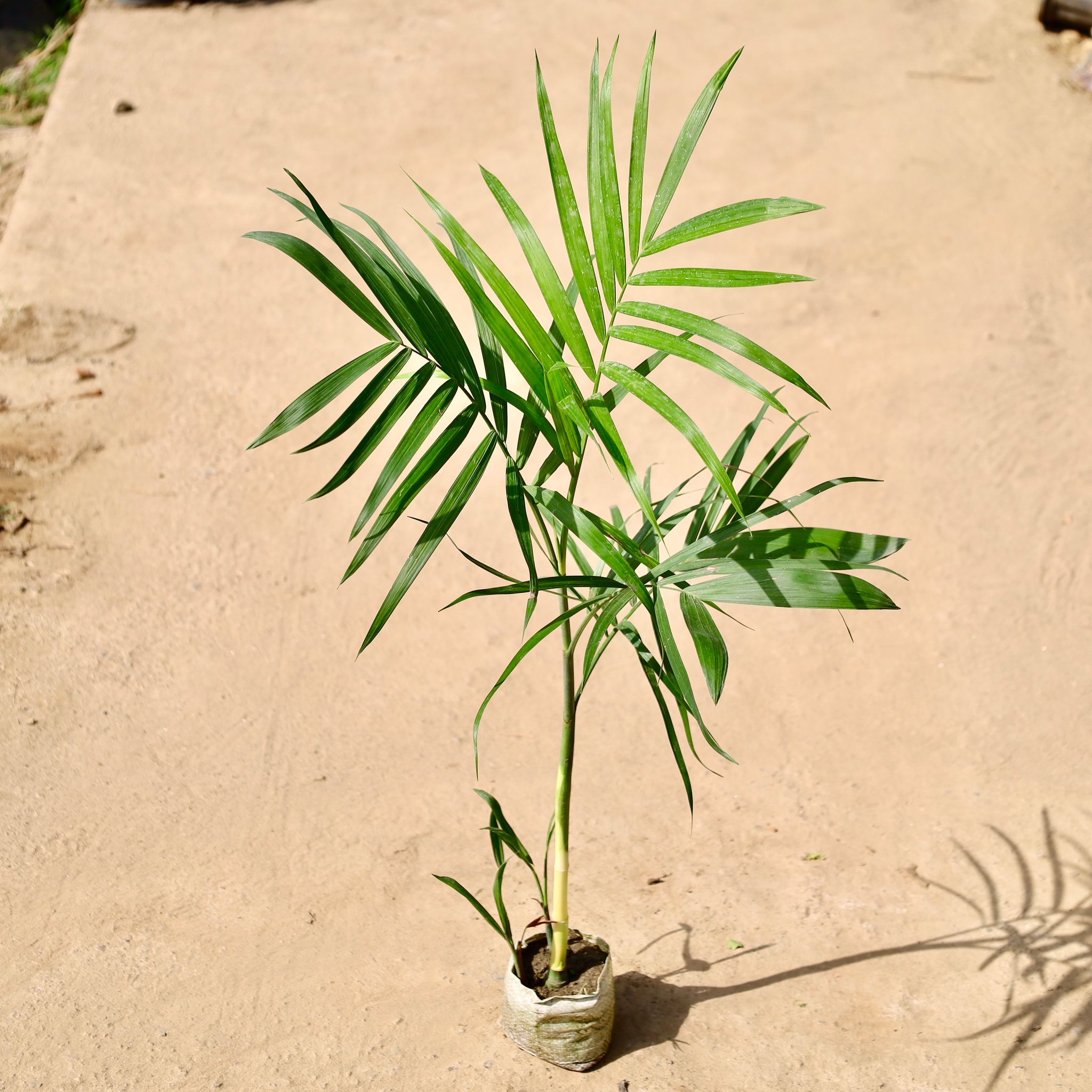 Sapotia Palm in 4 inch Nursery Bag