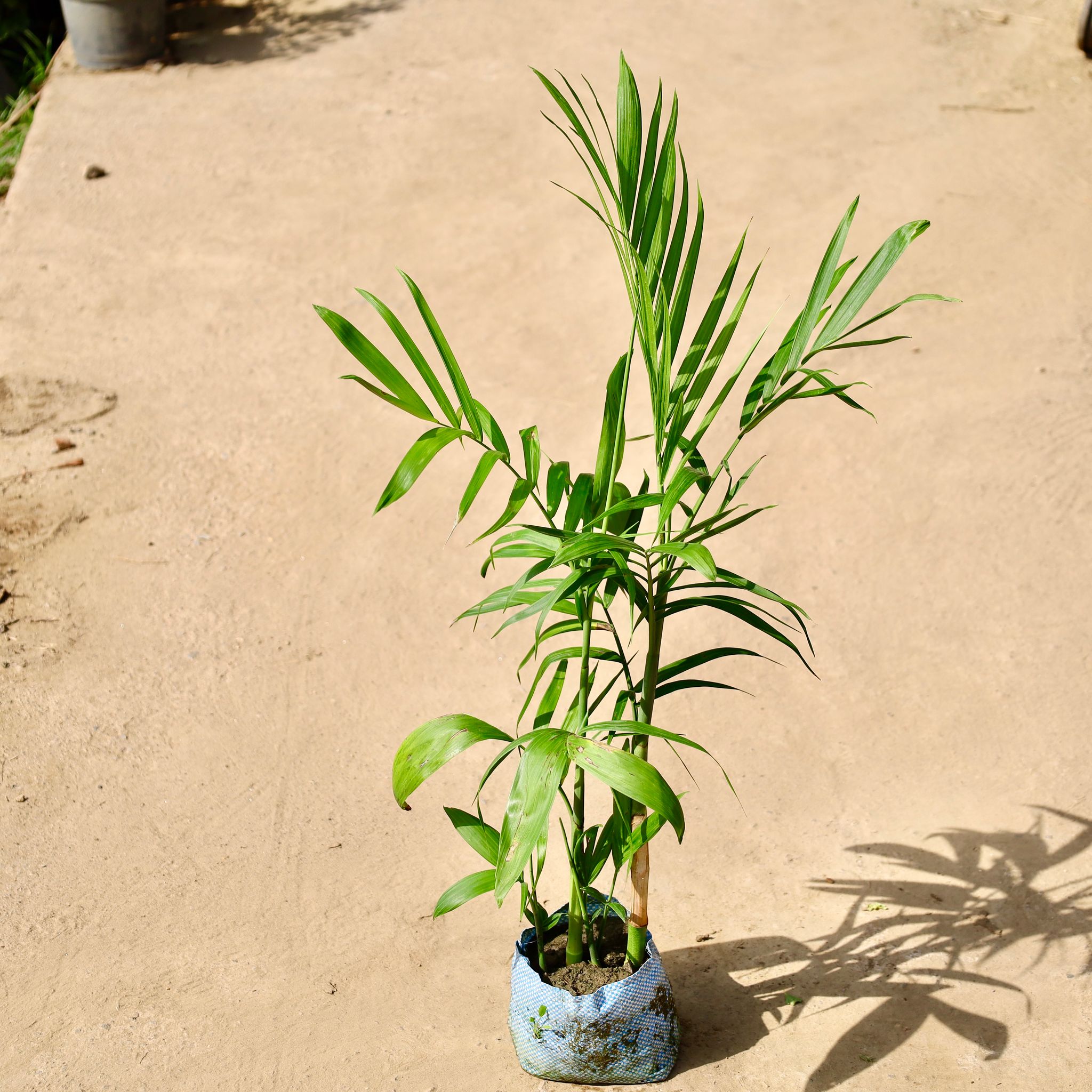 Chikotiya / Sepotia Palm in 4 inch Nursery Bag