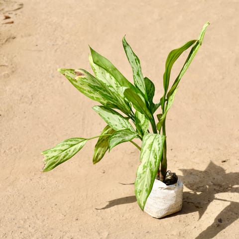 Aglonema Green Lance in 4 Inch Live Fresh Plant Nursery Bag in Connaught Place