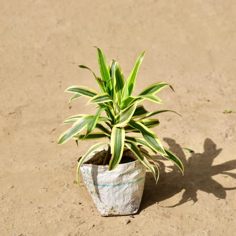 Song of India? in 4 Inch Live Fresh Plant Nursery Bag in Mulund