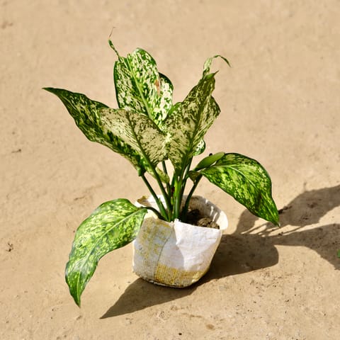 Aglaonema Snow White? in 4 Inch Live Fresh Plant Nursery Bag in Sector 29