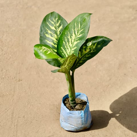 Dieffenbachia in 8 inch Nursery Bag