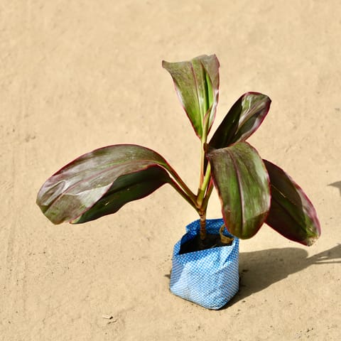 Dracaena Rosy in 4 Inch Live Fresh Plant Nursery Bag in Sector 85