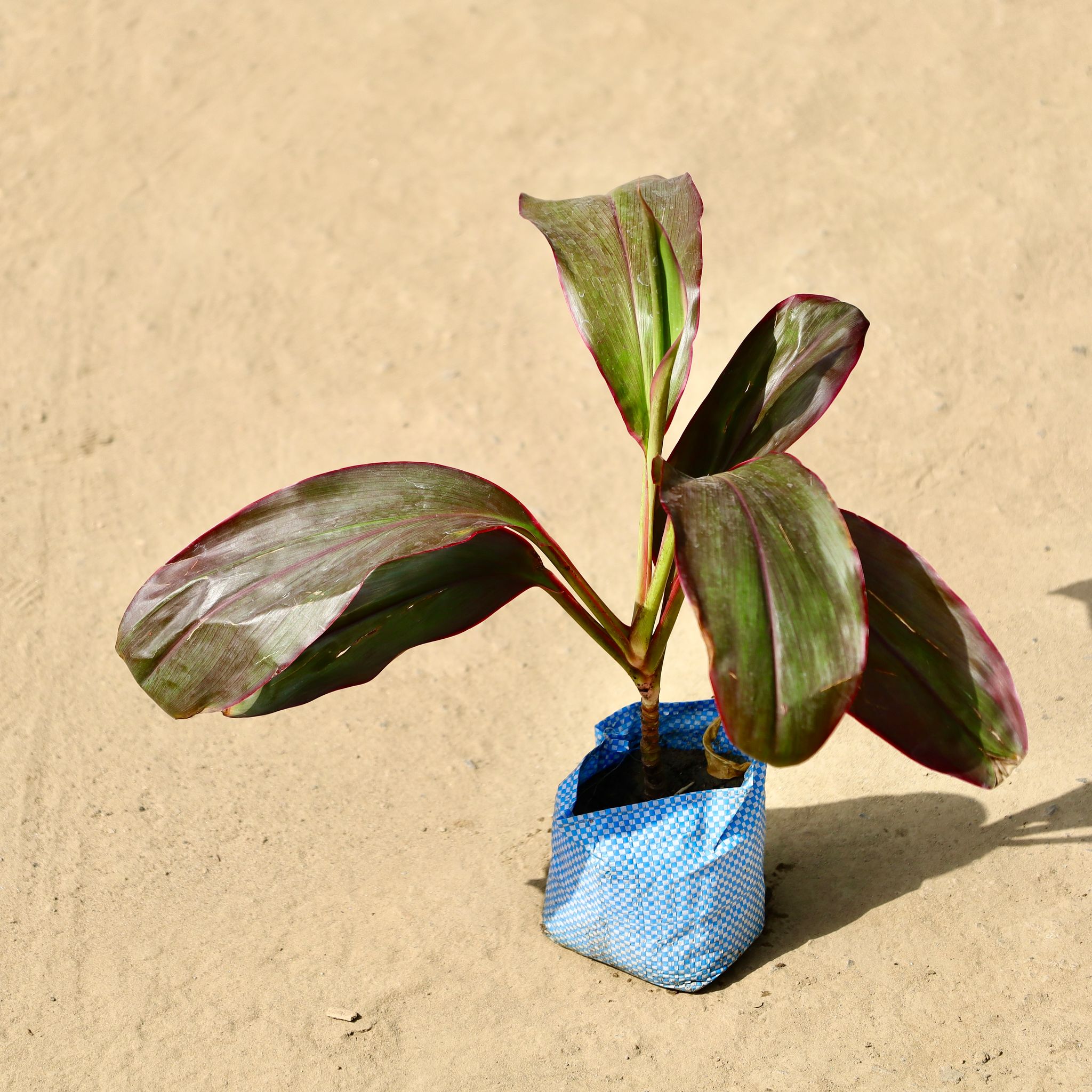 Dracaena Rosy in 4 inch Nursery Bag