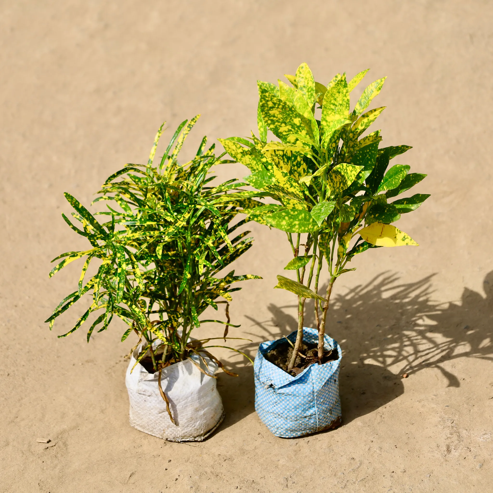 Set of 2 - Chironji Croton & Baby Croton in 4 inch Nursery Bag