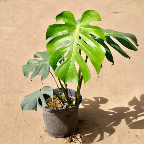 Monstera Deliciosa in 10 Inch Live Fresh Plant Nursery Bag in Sector 80