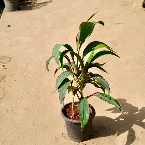 Dracaena Mahatma in 8 Inch Live Fresh Plant Nursery Bag in Sector 9