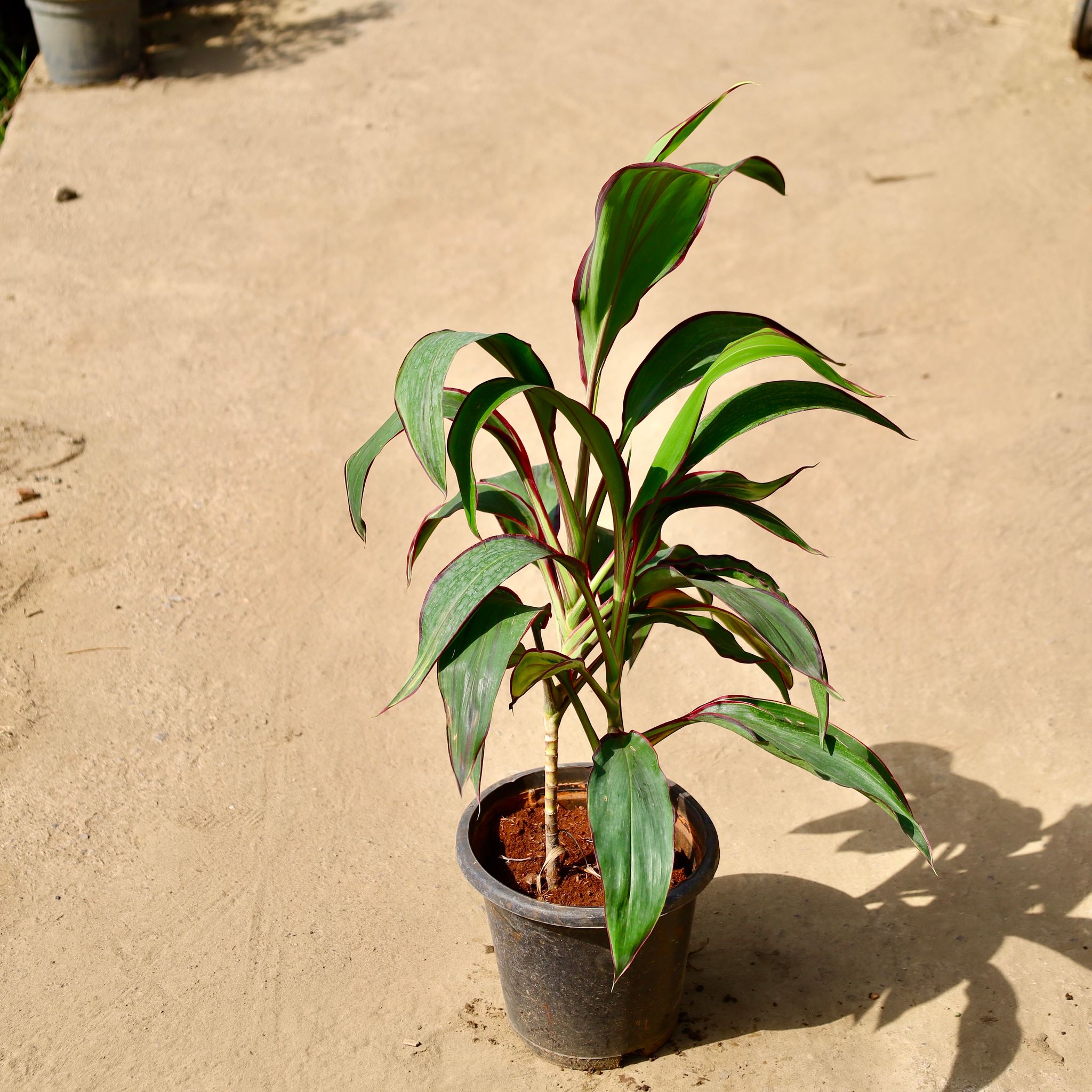 Dracaena Mahatma in 8 inch Nursery Bag