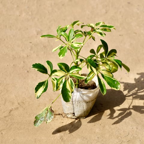 Schefflera Variegated? in 4 Inch Live Fresh Plant Nursery Bag in Sector 107