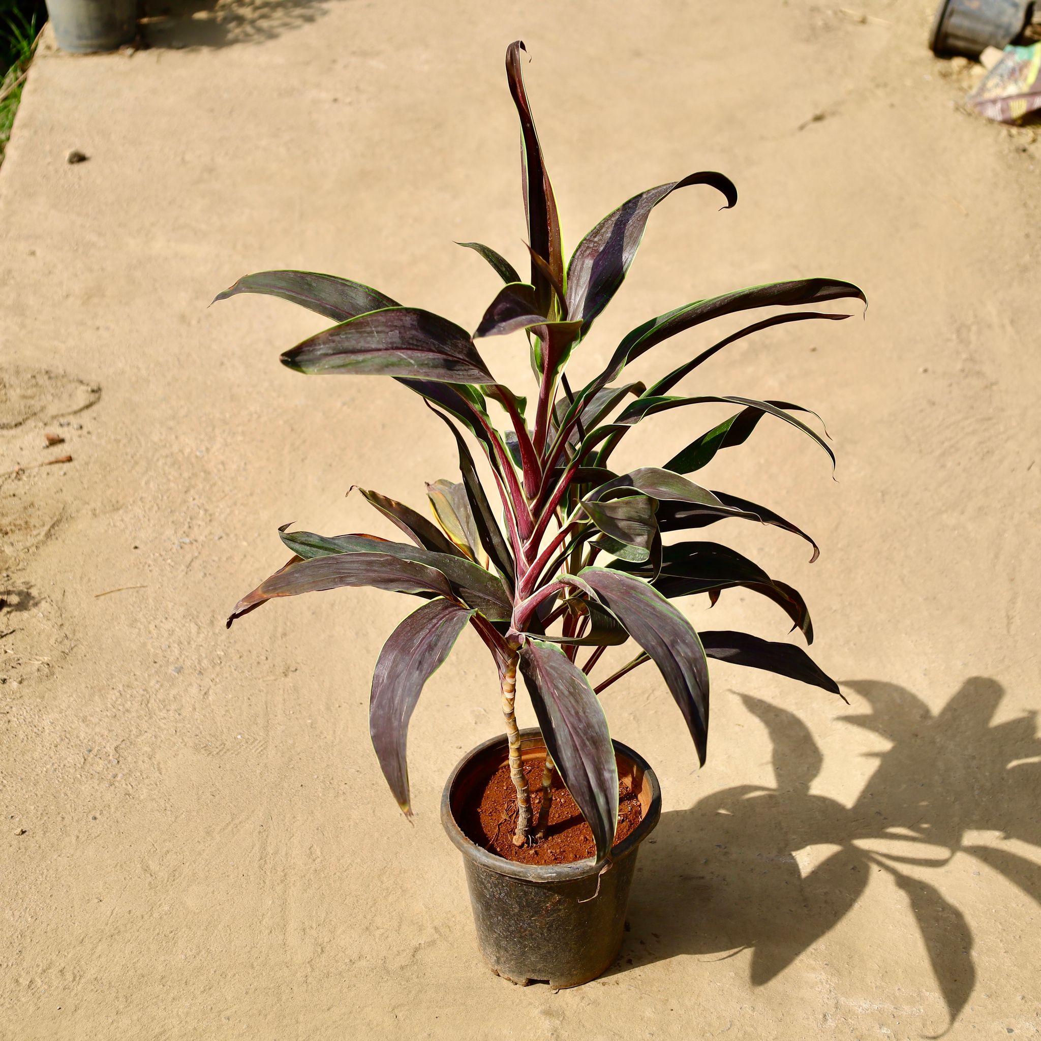 Dracaena Chocolate in 8 inch Nursery pot