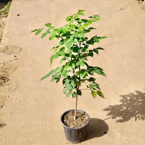 Radermachera / China Doll in 6 Inch Live Fresh Plant Black Nursery pot in Vidyavihar
