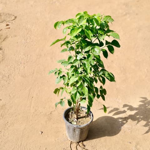 Radermachera / China Doll? in 6 Inch Live Fresh Plant Nursery pot in Sector 106 Noida