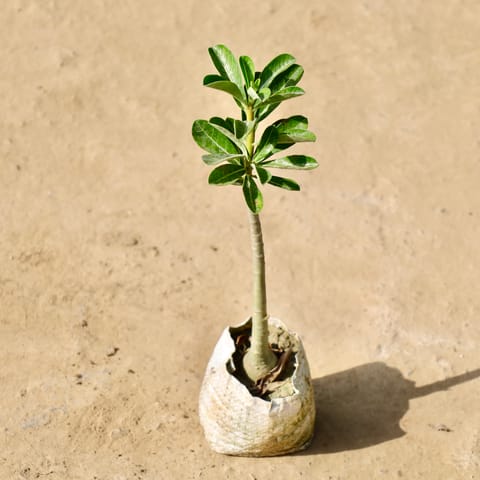Adenium Pink / Red in 4 Inch Live Fresh Plant Nursery Bag in Sector 33
