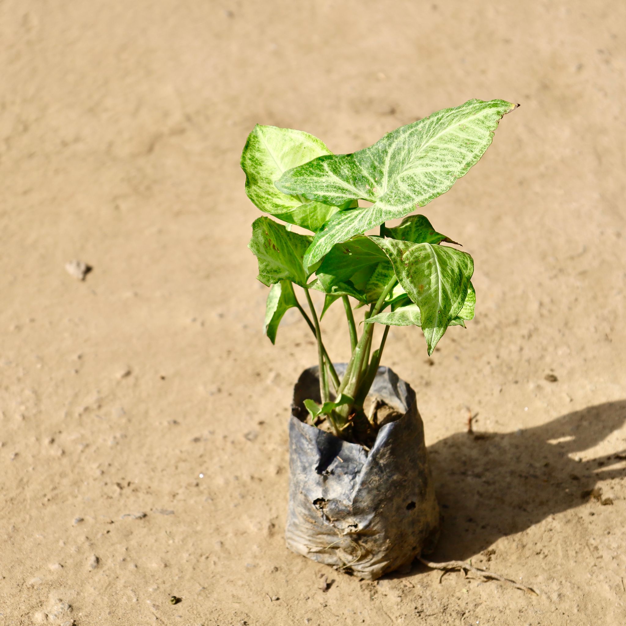 Syngonium in 4 inch Nursery Bag