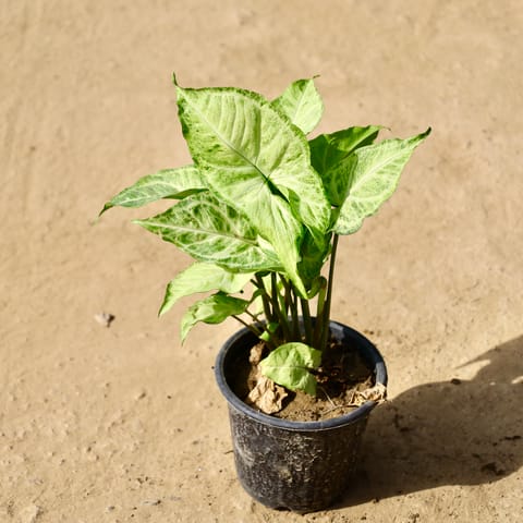 Syngonium Variegated in 6 Inch Live Fresh Plant Nursery Bag in Sector 94