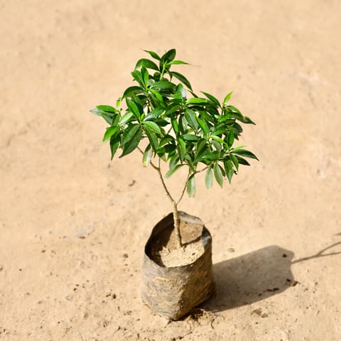 Chandani Dwarf in 4 Inch Live Fresh Plant Nursery Bag in Sector 20