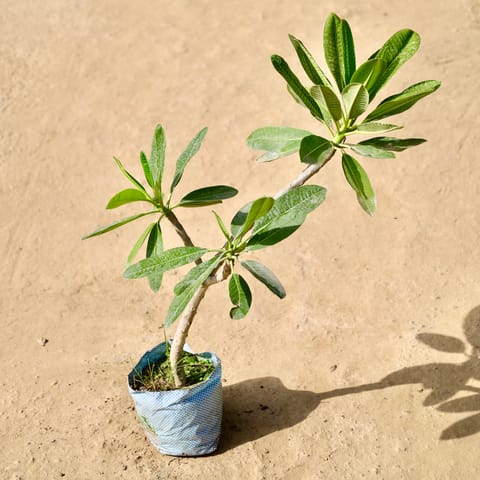 Champa in 8 inch Nursery Bag