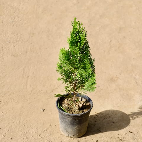 Morpankhi in 6 Inch Live Fresh Plant Black Nursery Pot in Mayur Vihar Phase 2
