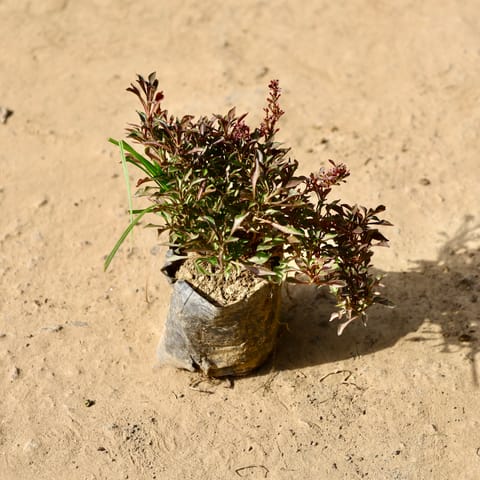 Alternanthera Red? in 4 Inch Live Fresh Plant Nursery Bag in Sector 58