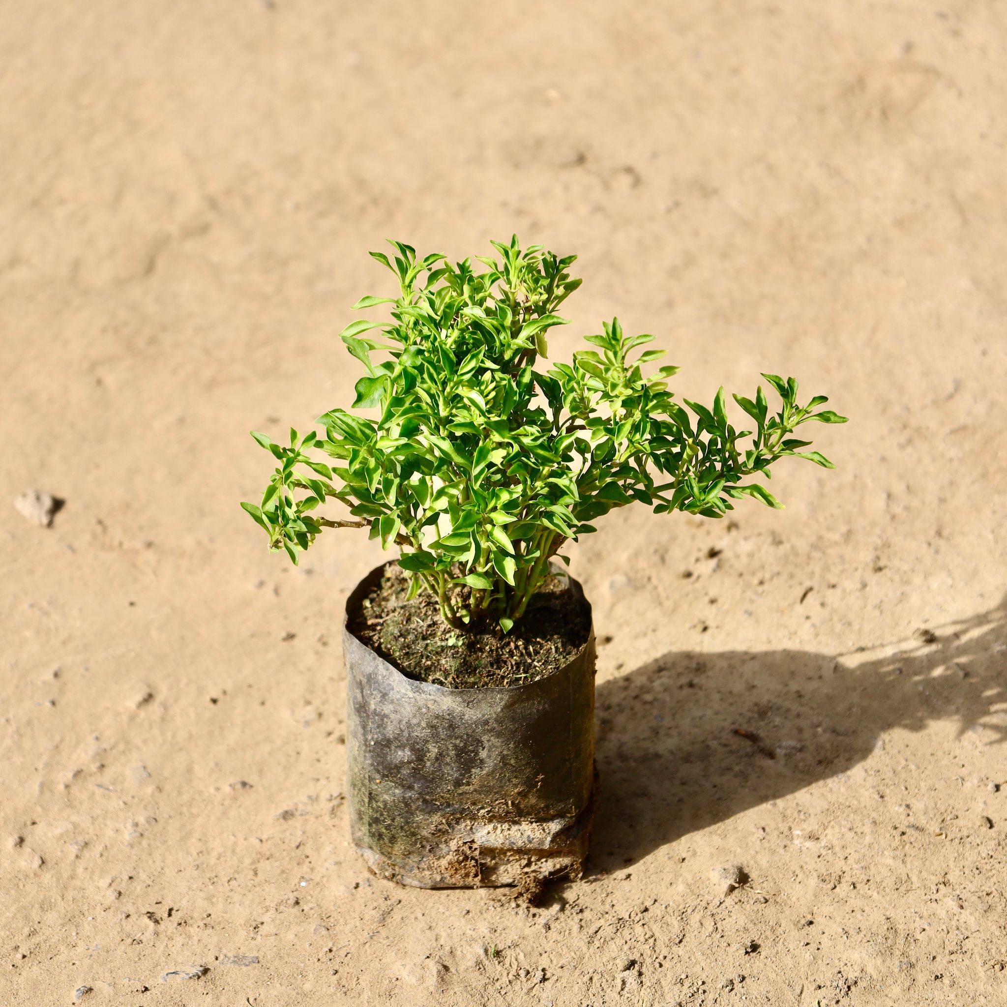 Duranta in 4 inch Nursery Bag