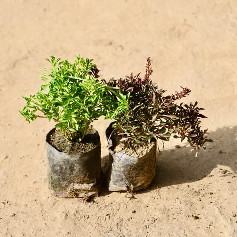Set of 2 - Duranta & Alternanthera Red in 4 Inch Live Fresh Plant Nursery Bag in Dlf Phase 3