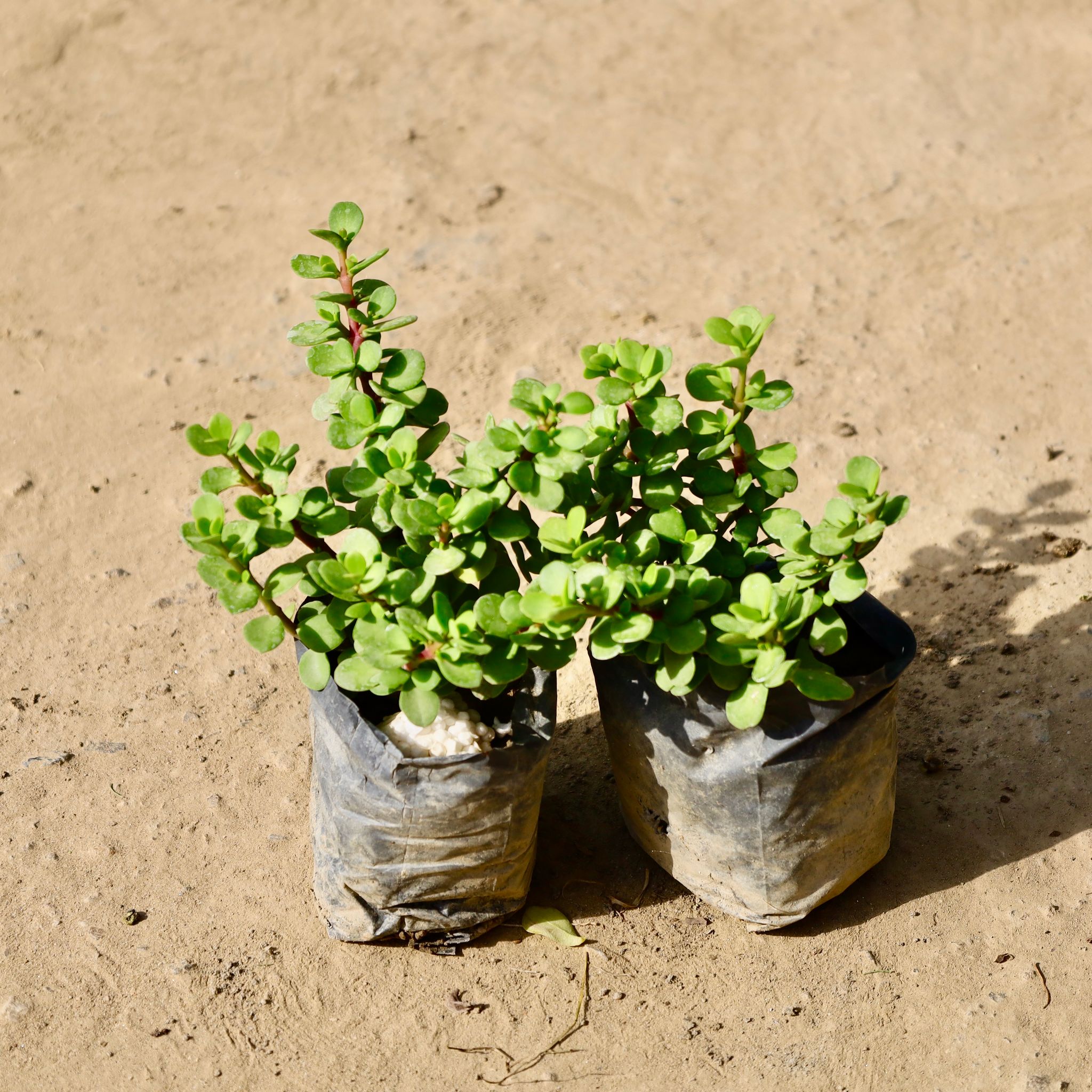 Set of 2 - Jade Plant in 4 inch Nursery Bag