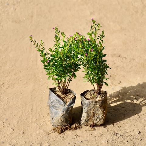 Set of 2 - Cuphea in 4 Inch Live Fresh Plant Nursery Bag in Sector 9