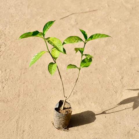 Double Chandani in 4 Inch Live Fresh Plant Nursery Bag in Sector 103