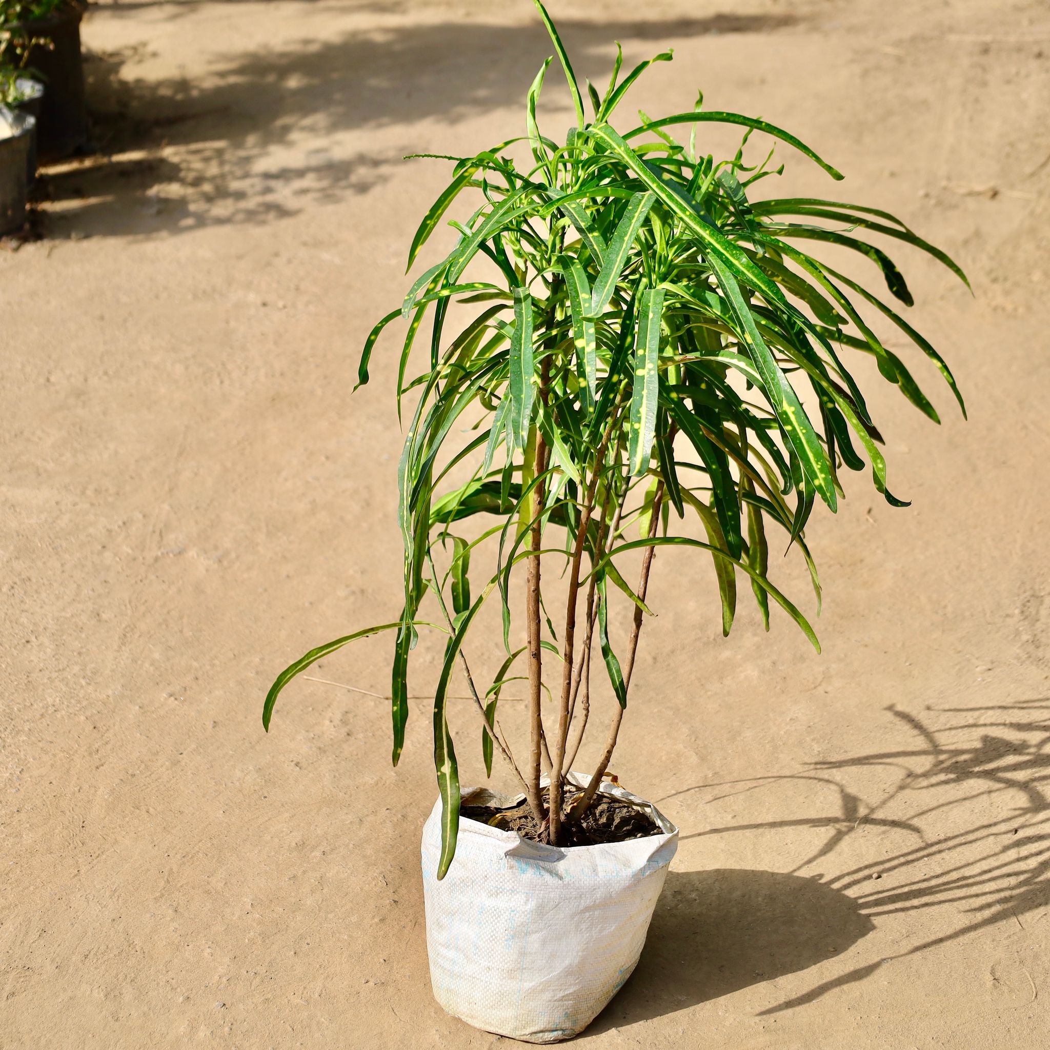 Croton Petra Green in 10 inch Nursery Bag