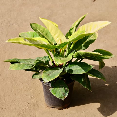 Philodendron Golden in 8 Inch Live Fresh Plant Black Nursery Pot in Sector 65