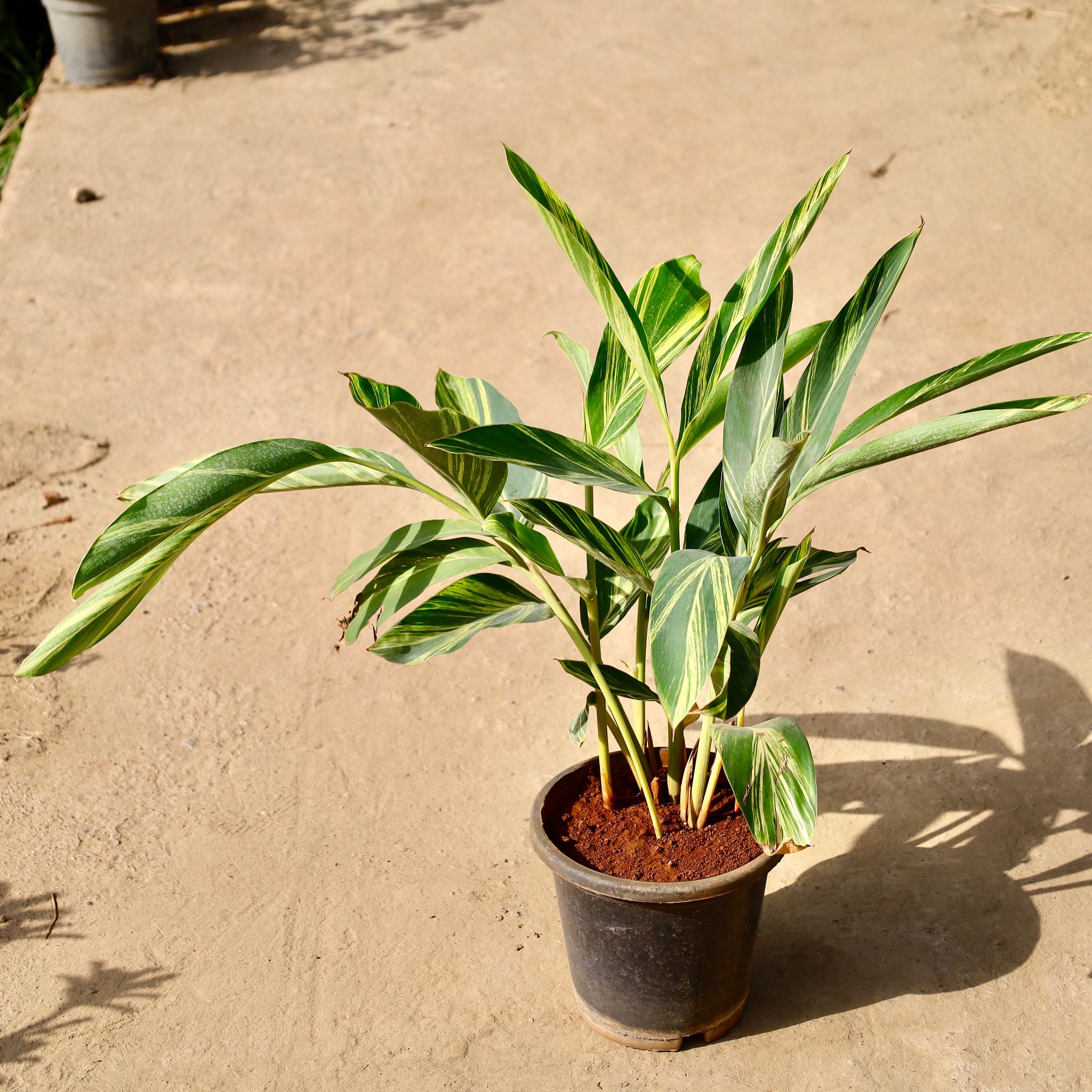 Alpinia Variegated in 8 inch Nursery Bag