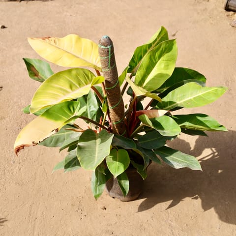 Philodendron Golden with 3 ft Moss Stick in 10 Inch Live Fresh Plant Black Nursery Pot in Model Town