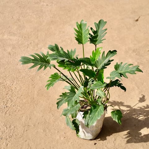 Xanadu Green in 8 Inch Live Fresh Plant Nursery Bag in Sector 100