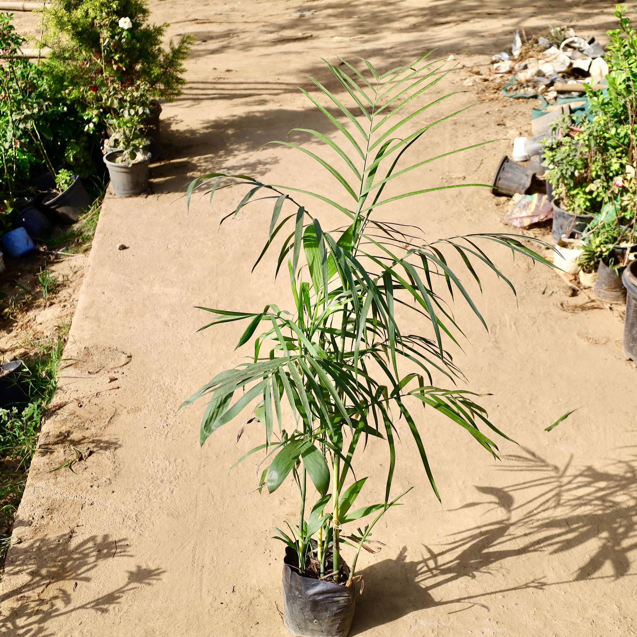 Cane Palm in 10inch Nursery bag
