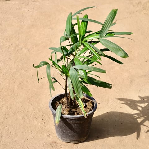 Raphis Palm in 10 inch Black Nursery Pot