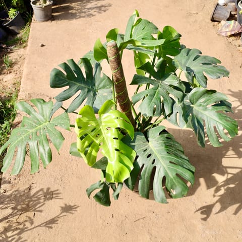 Monstera Deliciosa?with 3 ft moss stick in 14 Inch Live Fresh Plant Black Nursery Pot in Dlf Phase 3