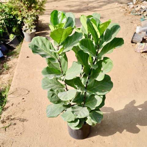 Set of 2 - Ficus Lyrata?/ Fiddle Leaf Fig in 14 Inch Live Fresh Plant Black Nursery Pot in Sector 19