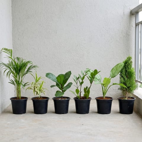 Air Purifying Plants Combo : Set of 6 - Areca Palm, Song of India, Fiddle Leaf, Aglaonema plant, Zz Plant and Morpankhi in 6 Inch Nursery Pots | Fresh Air Collection