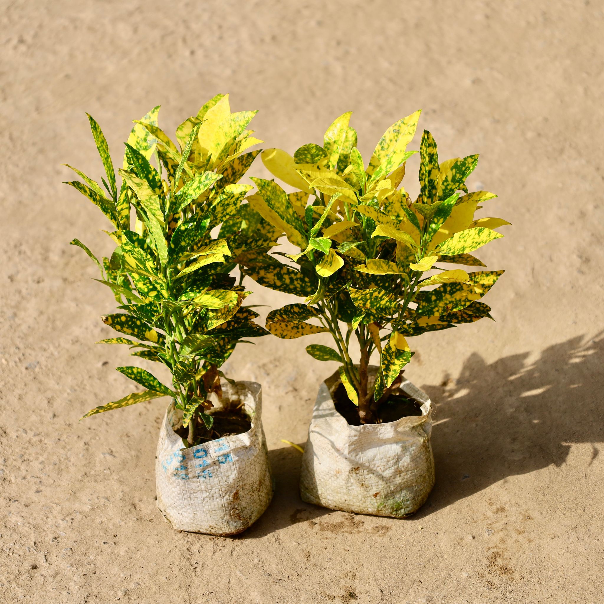 Set of 2 - Baby Croton Gold & Chironji Croton in 4 inch Nursery Bag