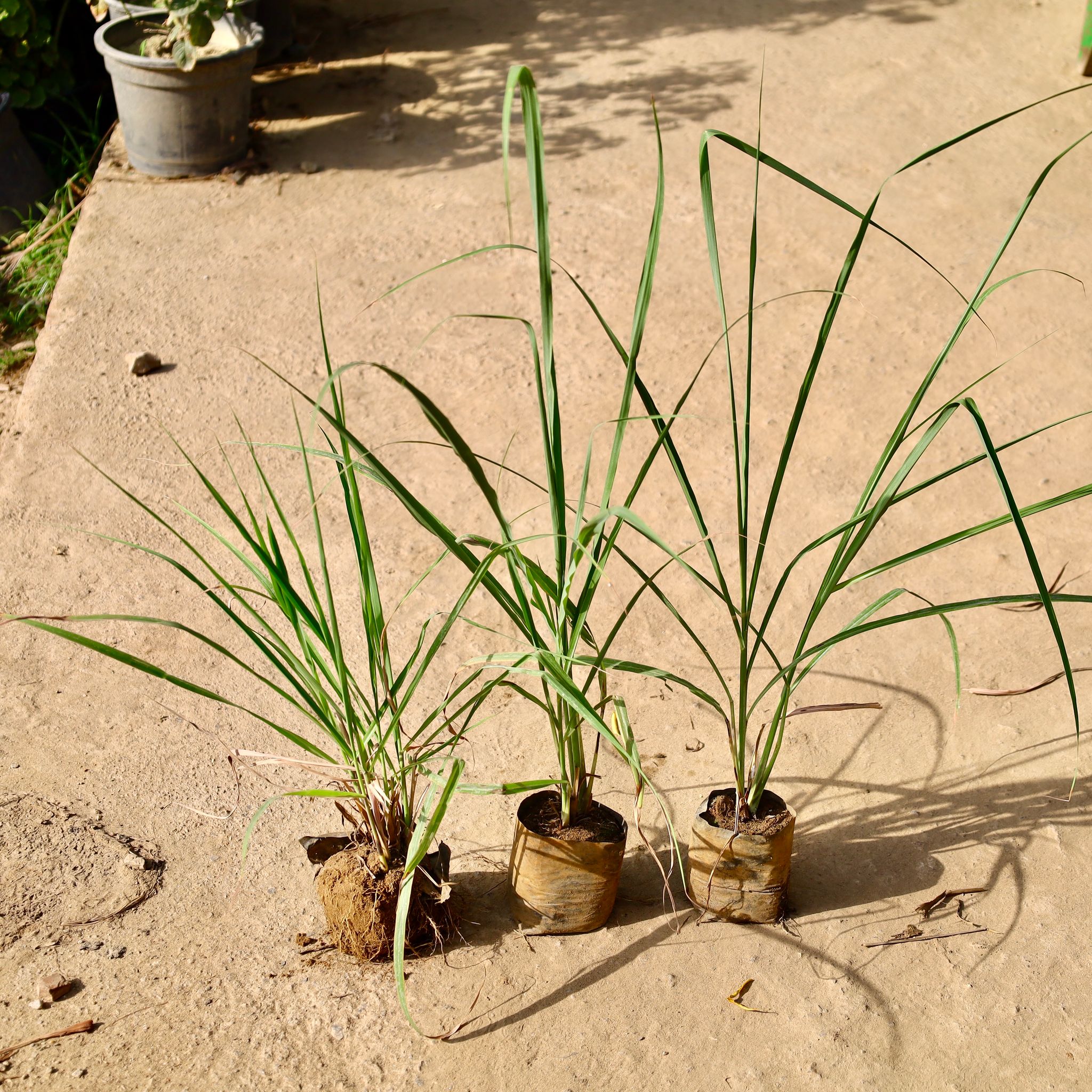 Set of 3 - Lemon Grass in 4 inch Nursery Bag
