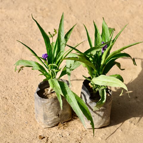 Set of 2 - Mexican Petunia / Rumelia in 4 Inch Live Fresh Plant Nursery Bag in Sector 152