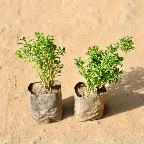 Set of 2 - Mint in 4 inch Nursery Bag