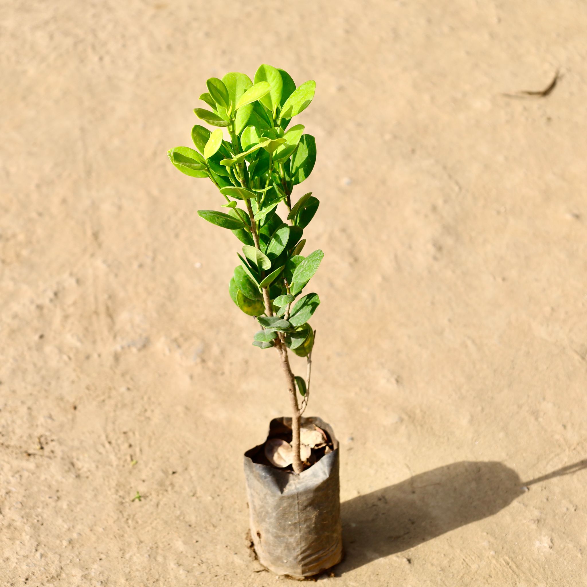 Ficus Moclaim in 4 inch Nursery Bag