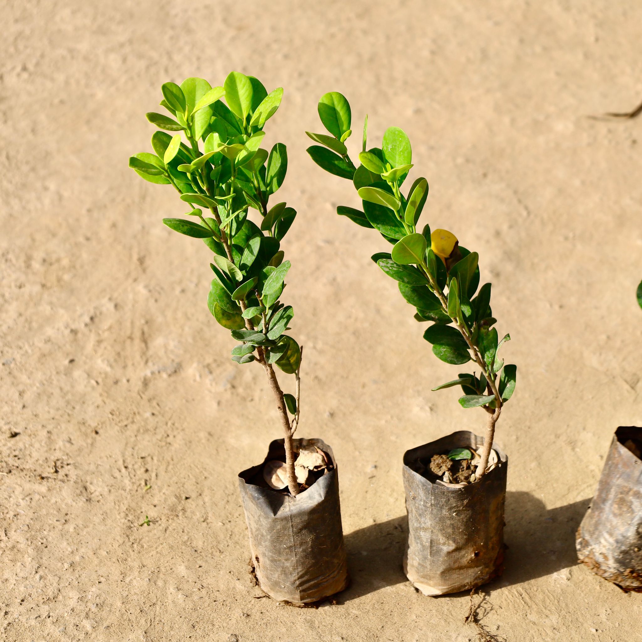 Set of 2 - Ficus Moclaim in 5 inch Nursery Bag