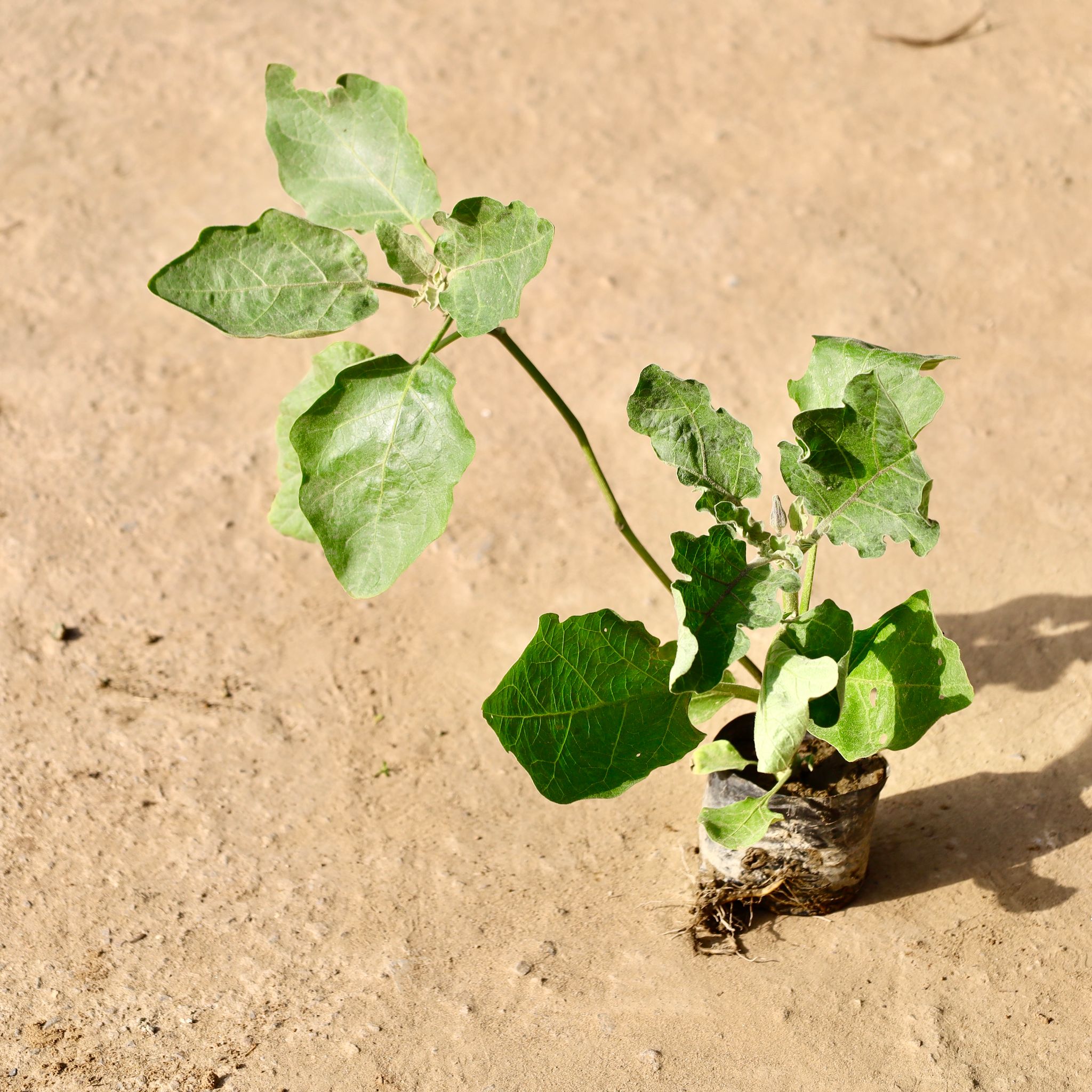 Brinjal / Baigan Plant in 4 inch Nursery Bag