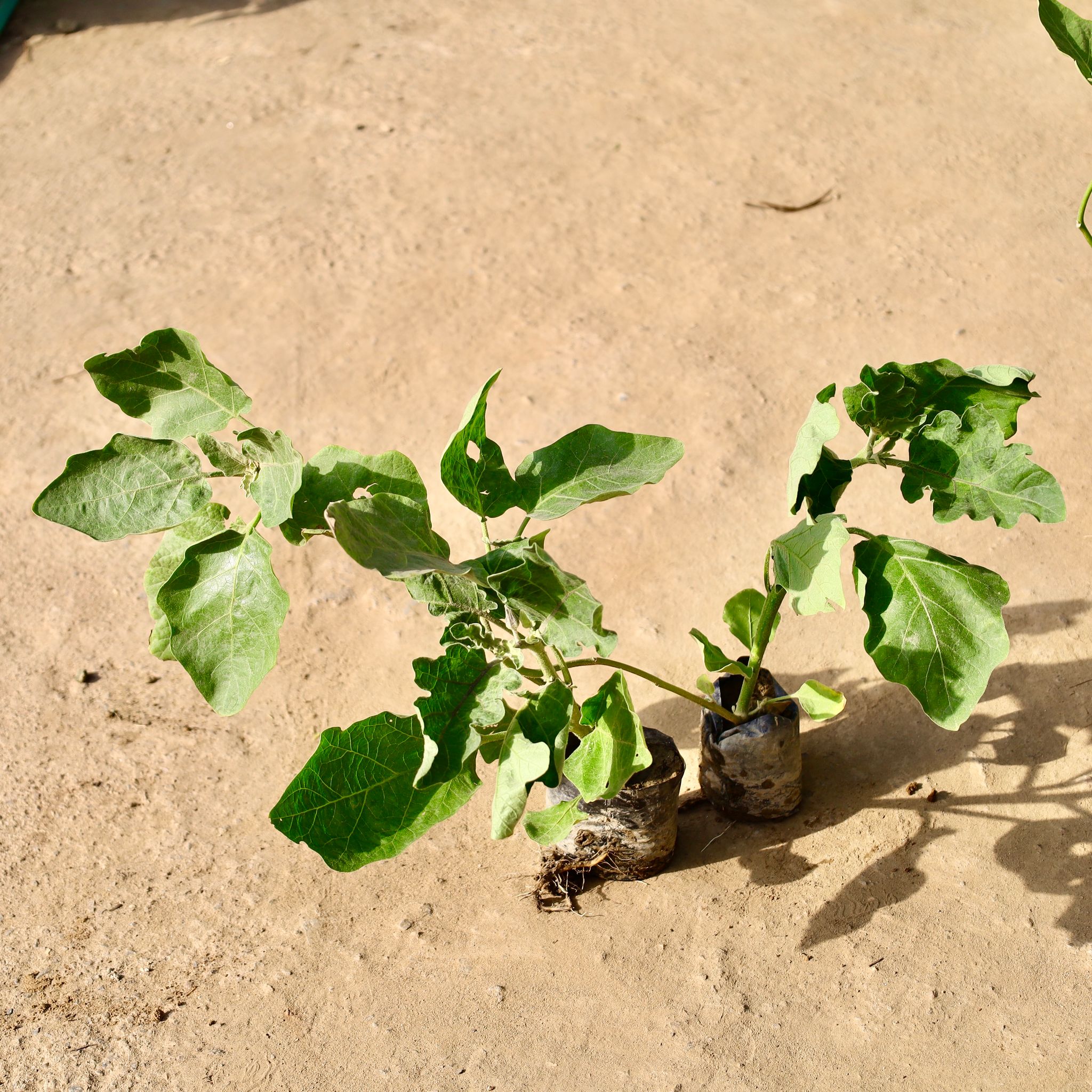 Set of 2 - Brinjal / Baigan Plant in 4 inch Nursery Bag