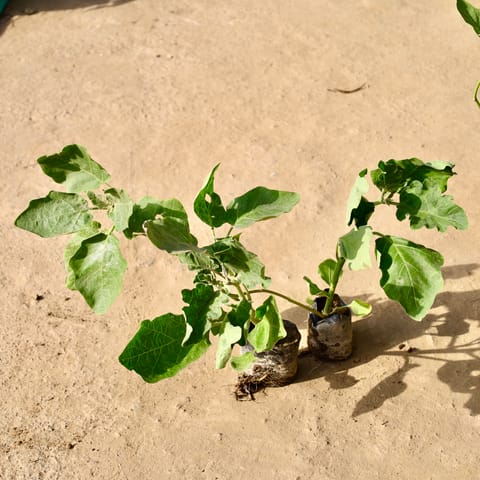 Set of 2 - Brinjal / Baigan Plant in 4 inch Nursery Bag